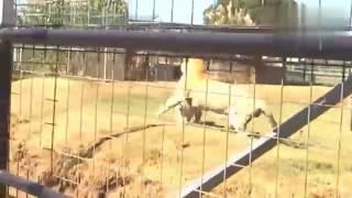 liger vs tiger fight