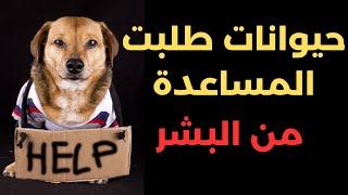 حيوانات طلبت المساعدة من البشر | رد فعل الحيوانات سيصدمك