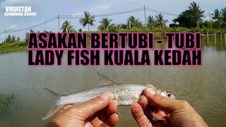 Street Casting Serangan Lady Fish/Ikan Bandang Curut bertubi-tubi di Kuala Kedah. Malaysia