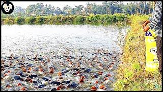 How Farmers Raise Millions Of Tilapia - Harvest Tilapia - Process Fish In Factories