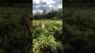 Blind Fox follows Disable Dog