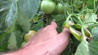 What Exactly is Single Stem Tomato Pruning: A Video Example - TRG 2014