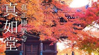 京都紅葉2024真如堂の紅葉は12月でも綺麗なのか？