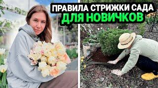 ПРАВИЛА СТРИЖКИ САДА ДЕКОРАТИВНЫХ И ХВОЙНЫХ РАСТЕНИЙ ДЛЯ НОВИЧКОВ
