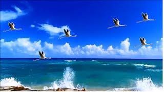 "Happy Birthday Elizabeth!" Animated Happy Birthday video Card