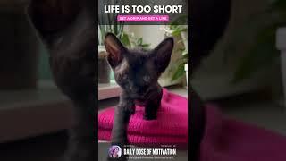 Pawsitive Vibes: The Little Black Kitten's Pink Blanket Adventure #Shorts #Viral #Motivation