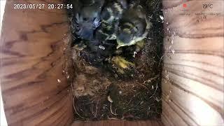 27 May PM 2023 livestream  - 4  chicks remaining from 11 - female parent absent since 16th May