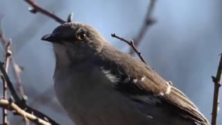 Robert Boyd Wildlife Vlog 37