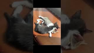 gatitos durmiendo| a mimir.