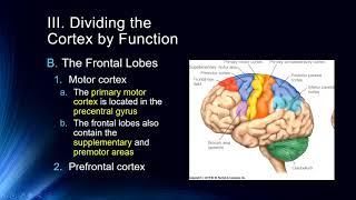 Cog Neuro Lecture #10 - The Cerebral Cortex