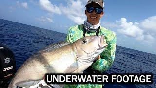 Using Electric Reel and Underwater Camera to Deep Drop for Tilefish