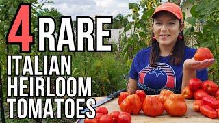 Review & Taste Testing 4 Rare Italian Heirloom Tomatoes #tomato #garden #vegetablegarden #seeds