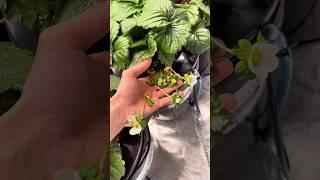 Hydroponic strawberries 9 week update #hydroponics #strawberries