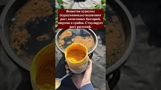 4 ЛОЖКИ на ведро воды и земля как новая, здоровая, плодородная, живая, внеси под кустик