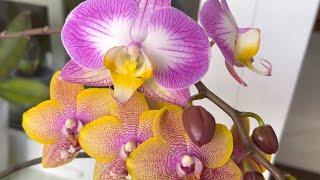 URGENT! I'm saving my favorite orchid!