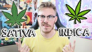 SATIVA VS INDICA DOES IT EVEN MATTER?!