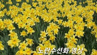 노란수선화 영상 엄청 이뻐요 