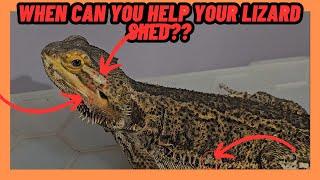 WHEN CAN YOU HELP YOUR BEARDED DRAGON SHED? LIZARD SKIN!