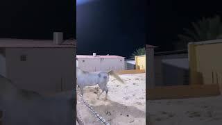 #foryou #arabianhorse #youtubviralvideo