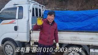 하루2번3마리 멧돼지 옮기기 (문의 010 4003 5284)