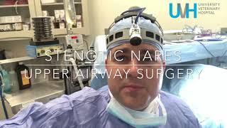 Stenotic nares surgery