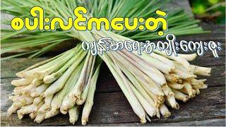 စပါးလင် ရဲ့အကျိုးအာနိသင် (၂၂) မျိုး   I  Health Benefits of Lemongrass