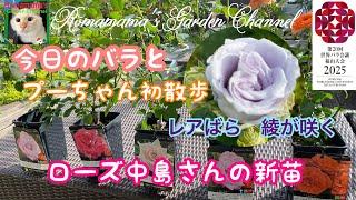 【ローズなかしま】綾が咲きました　#猫　#青薔薇