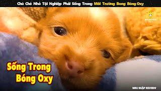 Chú chó nhỏ tội nghiệp phải sống trong môi trường bong bóng oxy || Review Con Người Và Cuộc Sống