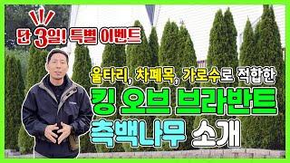 ( 단3일! 특별 이벤트 )생울타리 및 가로수로 안성맞춤! 킹오브 브라반트 측백나무 소개