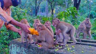 Monkeys enjoy this EVENING cuz We bring food to feed them for dinner