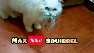 Max ne squirrel ko Mar diya | Persian Cat killed squirrel