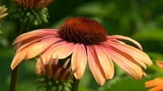 All You Need to Know about Coneflower | P. Allen Smith Classics