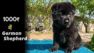 1000 rs में GermanShepherd puppies -Black | Top quality GermanShepherd puppies for sale (Best price)