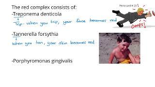 MNEMONIC: The Red Complex of Bacteria in Periodontal disease | NBDE Dental Decks Mnemonics