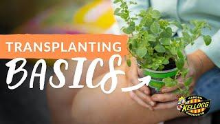 Transplanting Basics: How to Grow Healthy Plants