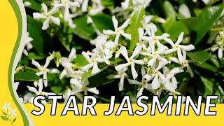 STAR JASMINE Explained! (Trachelospermum jasminoides) 'Confederate Jasmine' 'Southern Jasmine' 