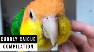 Caique Cuddles - Cute Parrot Cuddles Compilation