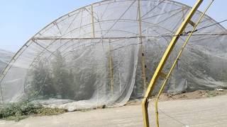 Use of Anti Insect net for vegetables/vegetable production by hand pollination/less use of sprays