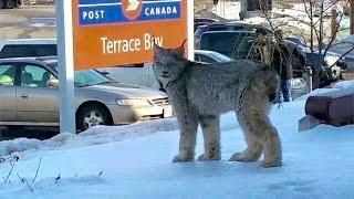 Lynx spotted at post office