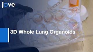 3D Whole Lung Organoids Generation from iPSCs | Protocol Preview