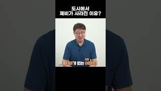도시에서 제비가 사라진 이유?