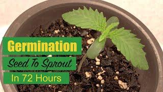 How to germinate cannabis seeds in 72 hours