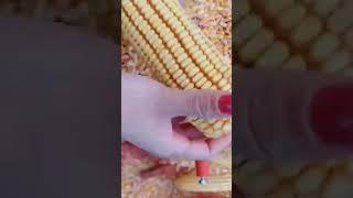Pengserut jagung #short #shortvideo #shorts #shortsvideo