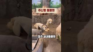 청주 #쥬니멀동물원