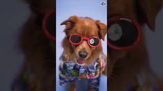 Dogs  Here's Their Interesting History  True Friend  #shorts #dogs #animalfacts #animalshorts