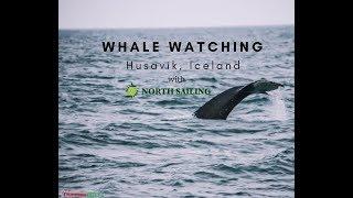 Husavik Whale watching with North Sailing