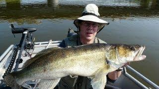 Kapitaler Zander von 92cm im Drill vom Boot auf der Elbe