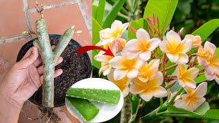 How to grow Plumeria alba by cutting branches and planting in post with aloe vera