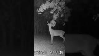 “Monster Florida Buck Emerges from the Fog ️”