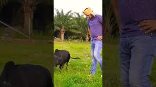 kapil miniature Punganuru Bulls # world's Shotest Bulls # Smallest Bulls